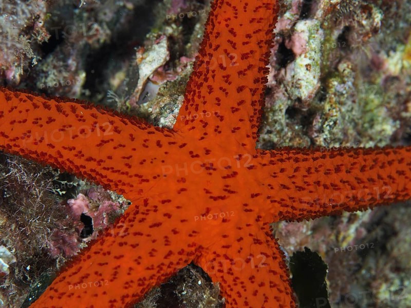 Close-up of red starfish (Echinaster sepositus) showing textures and patterns, dive site Giens Peninsula, Mediterranean Sea, Porquerolles, Provence, Côte d'Azur, France