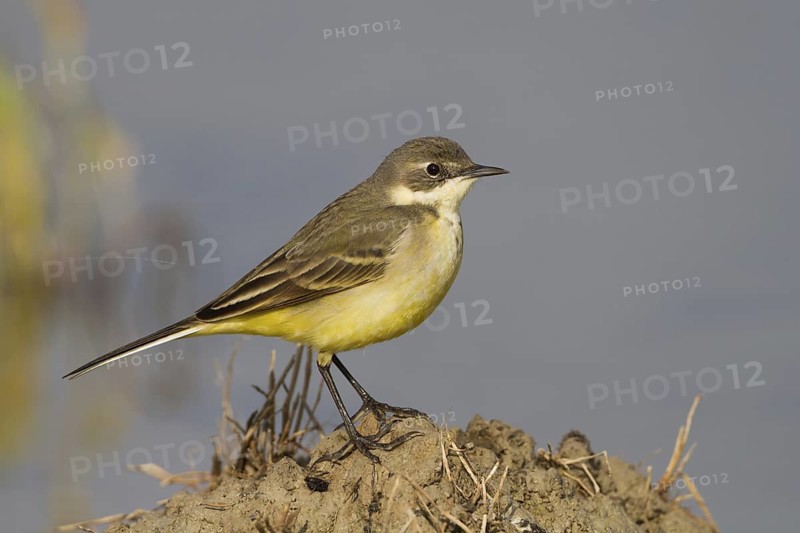 Western Yellow Wagtail (Motacilla flava thunbergi) female, Cyprus