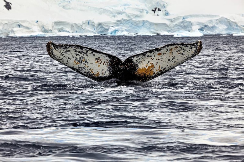 A whale fin rises majestically out of the water in the Antarctic, The fluke of a diving humpback whale in the Antarctic (Megaptera novaeangliae)