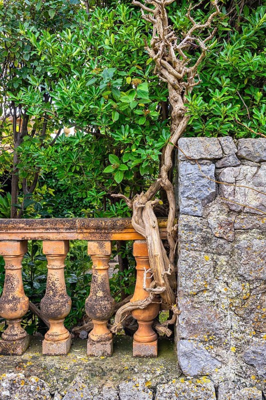 Urban architecture, tree roots on a house wall, Valdemossa mountain village, Majorca, Balearic Islands, Spain