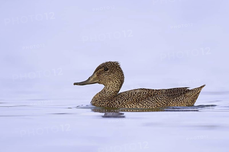Freckled Duck (Stictonetta naevosa), Western Australia, Australia