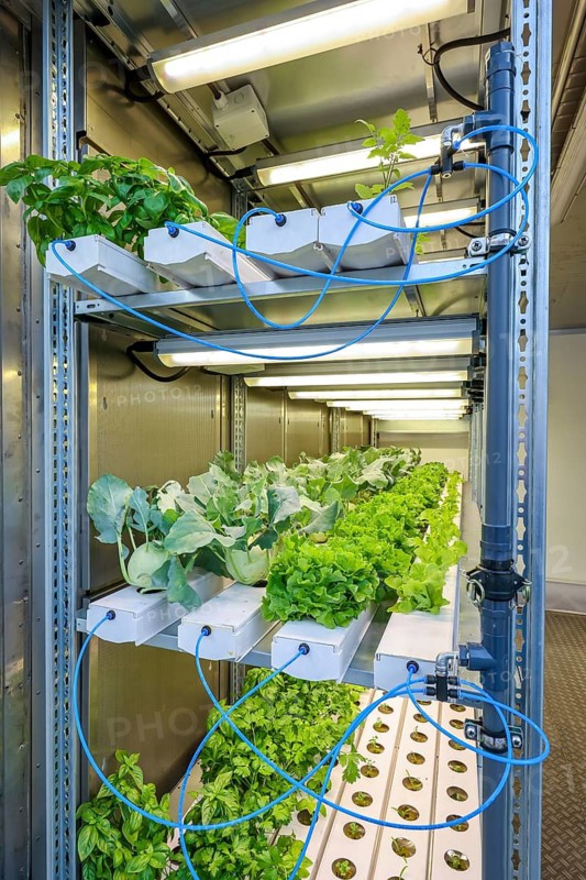 Dinslaken, North Rhine-Westphalia, Germany, Regional vegetable cultivation at the sewage treatment plant. SUSKULT demonstration plant, hydroponic food production system in which the plants grow soilless using mineral nutrient solutions as part of indoor cultivation. SUSKULT obtains the required resources carbon dioxide, phosphorus, potassium and nitrogen as well as heat and water from a sewage treatment plant, in this case the Emschermündung sewage treatment plant. Together with the Fraunhofer Institute UMSICHT, the Emschergenossenschaft is treading a completely new path. In future, wastewater treatment plants will be places of agricultural production