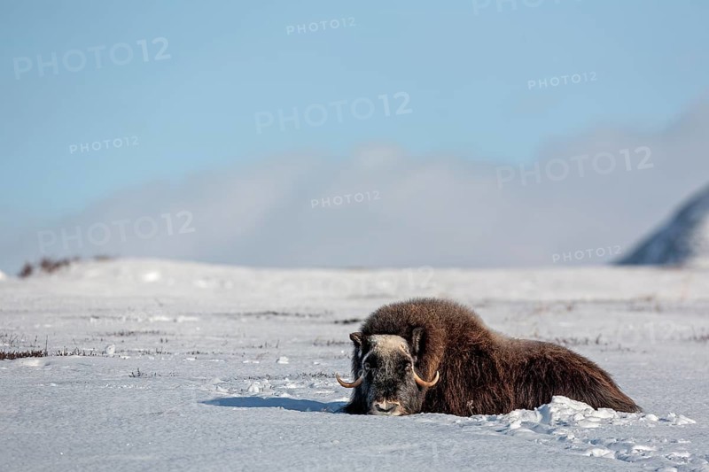 A musk ox cow (Ovibos moschatus) rests relaxed in the snow, winter, snow, cold, Tundra landscape, October, Norway