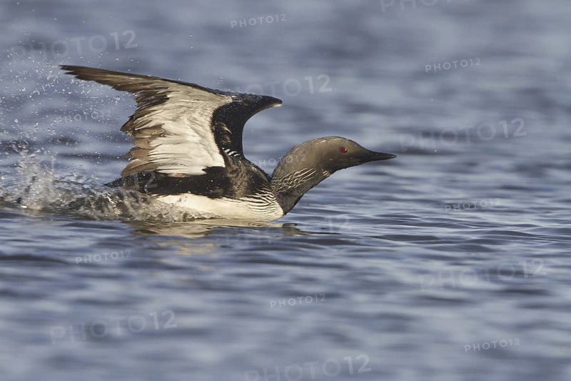 Pacific Loon (Gavia pacifica) mating, Manitoba, Canada
