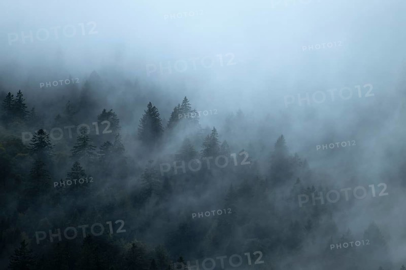 Forest in the fog, Vosges, France