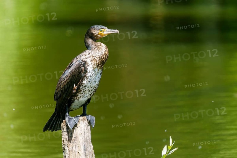 A cormorant stands alone on a wooden stump by the water, surrounded by green landscape, Cormorant, (Phalacrocorax carbo), wildlife, France