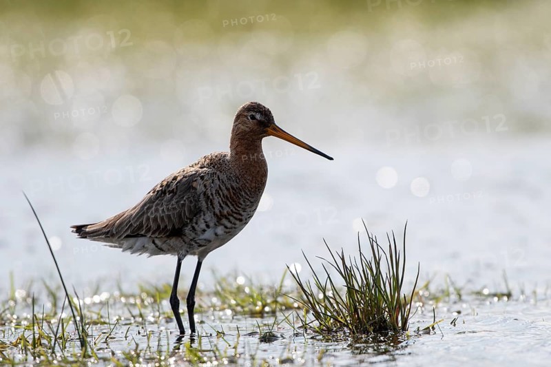 Black-tailed godwit (Limosa limosa), backlit, Ochsenmoor, Dümmer, Lemförde, Lower Saxony, Germany