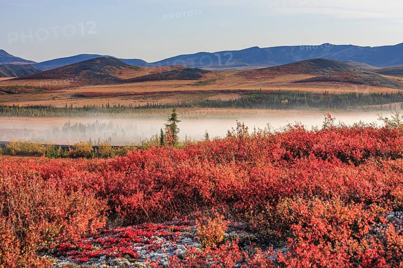 Autumn coloured tundra, blueberries, fog, mountains, morning light, Dempster Highway, Yukon, Canada