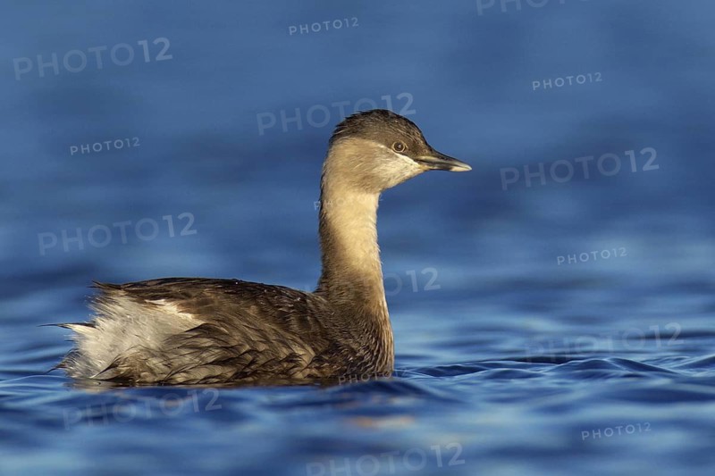 Hoary-headed Grebe (Poliocephalus poliocephalus), Victoria, Australia
