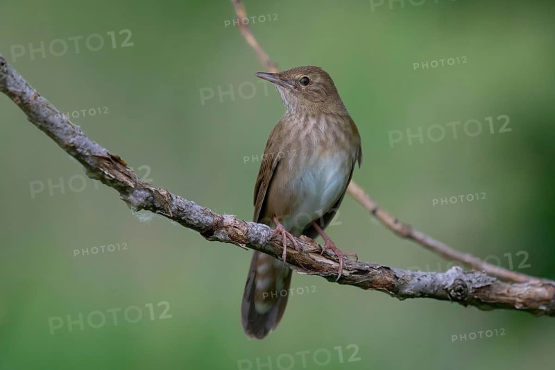 River Warbler (Locustella fluviatilis) perched on a branch, Brandenburg, Germany