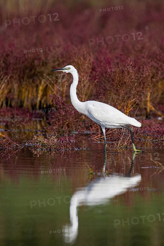 Little Egret (Egretta garzetta) foraging, Croatia