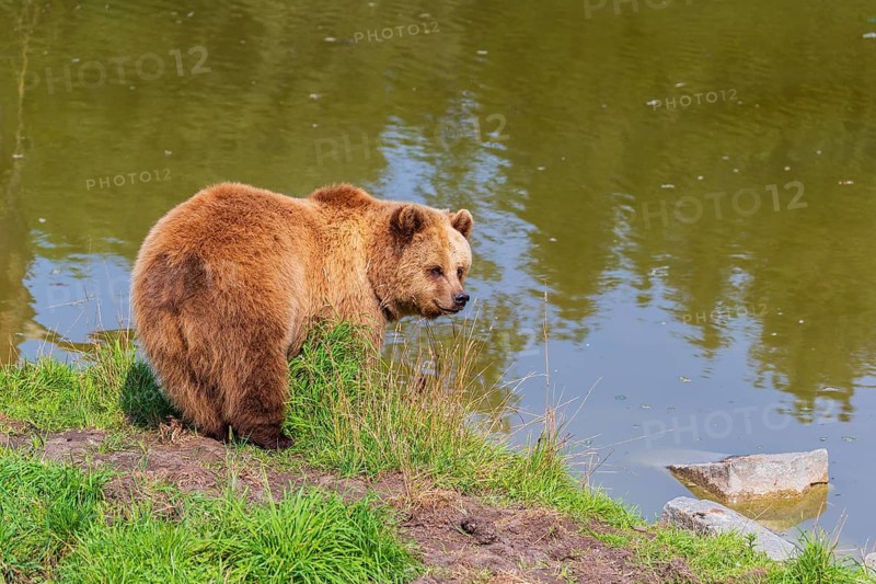 One adult eurasian brown bear (Ursus arctos arctos) standing at a lakeshore, looking back