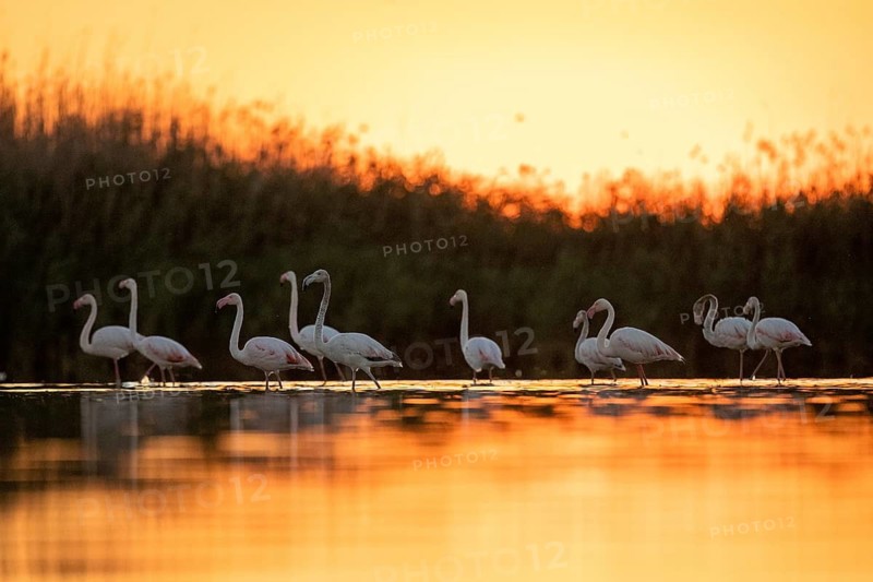 Greater Flamingo (Phoenicopterus roseus) group, Castile-La Mancha, Spain