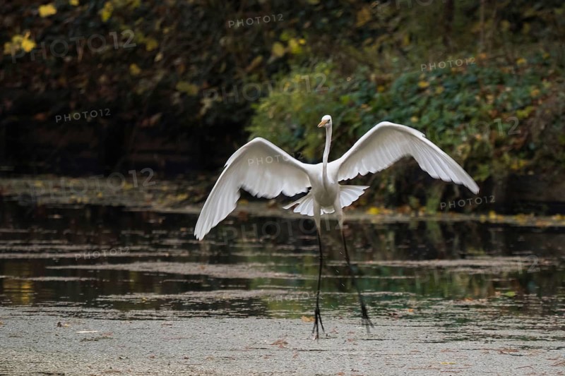 An egret (Ardea alba) landing gracefully on the water surface, frontal view, Hesse, Germany