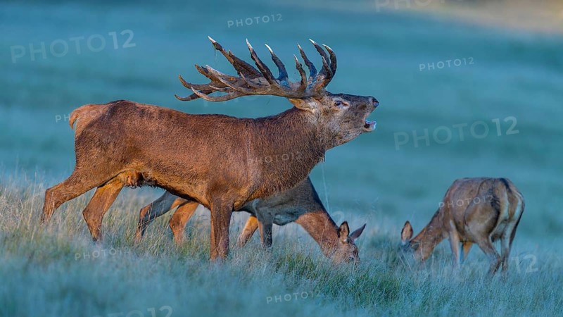 Red deer (Cervus elaphus), roaring with mud in antlers and brunftrudel standing in a meadow in the evening light, Zealand, Denmark