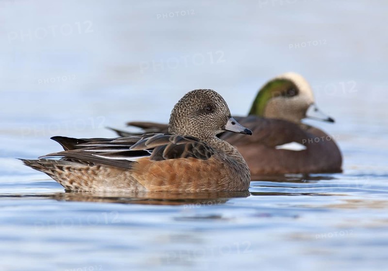 American Wigeon (Mareca americana), British Columbia, Canada