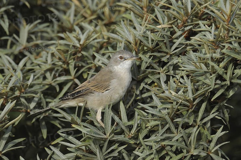 Common Whitethroat (Sylvia communis), North Rhine-Westphalia, Germany