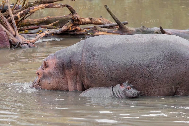 A baby hippopotamus (Hippopotamus amphibius) and its mother swimming in a river