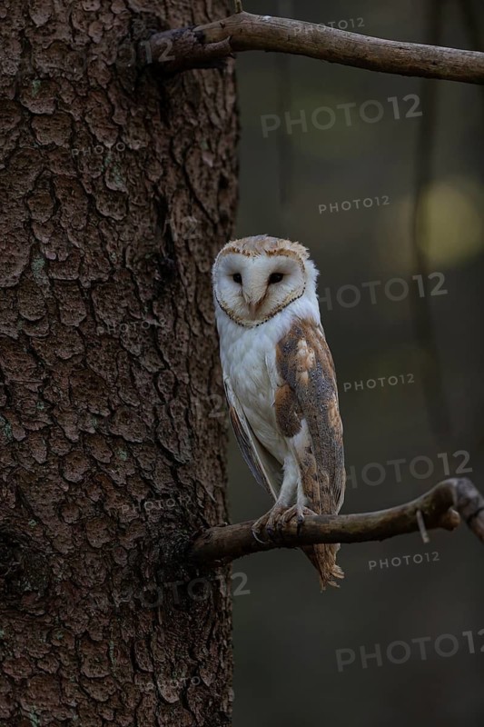 One barn owl (Tyto alba) sitting on a twig of a pine tree in late evening light