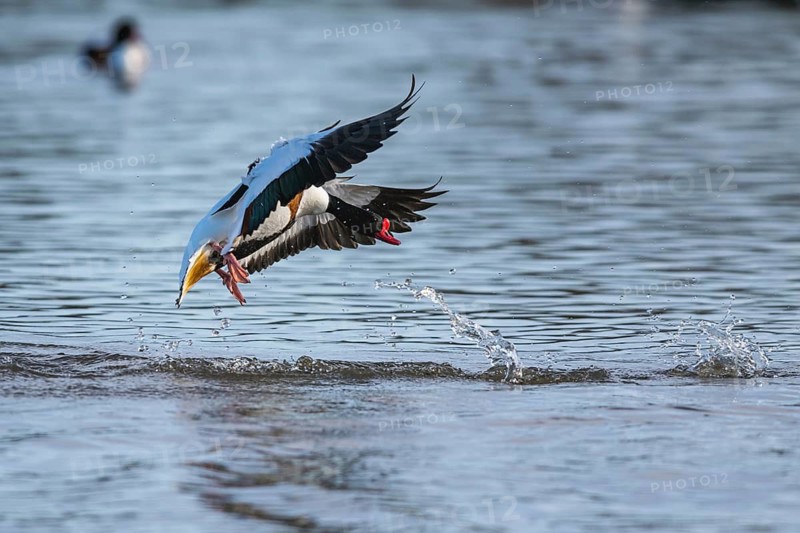 Common Shelduck, Tadorna tadorna, bird in flight over winter marshes