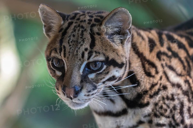 One Ozelot, Leopardus pardalis, frontal portrait with green vegetation in the background