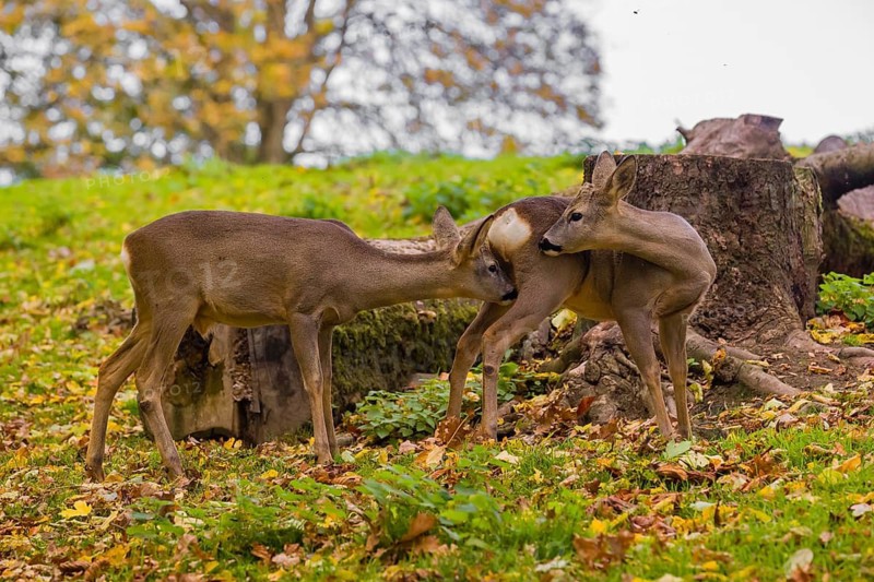 One young Roe Deer buck, (Capreolus capreolus), sniffing on another buck