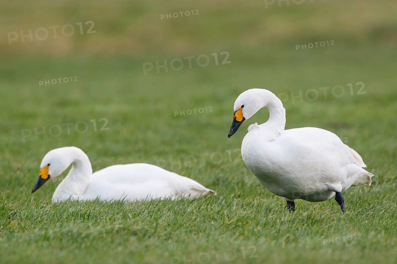 Tundra Swan (Cygnus columbianus bewickii), Netherlands