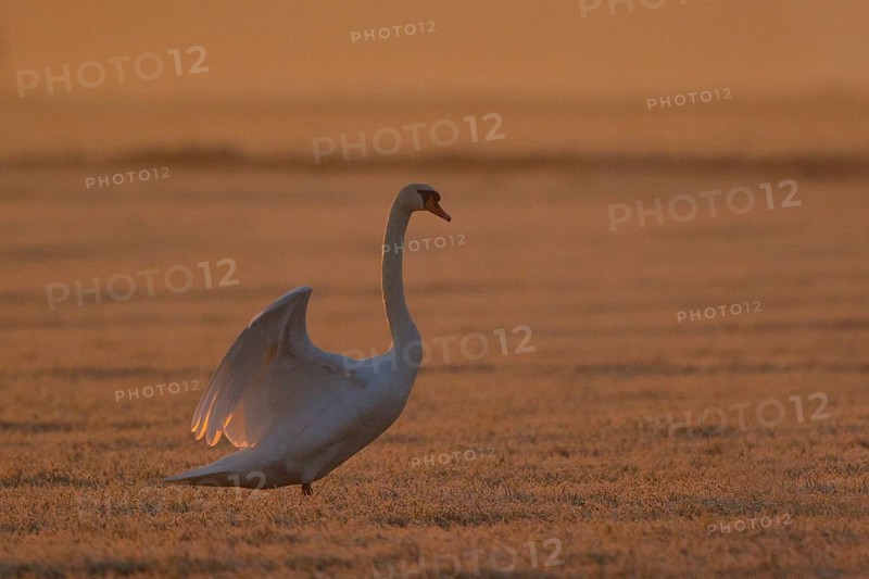 Mute Swan (Cygnus olor) male, North Rhine-Westphalia, Germany