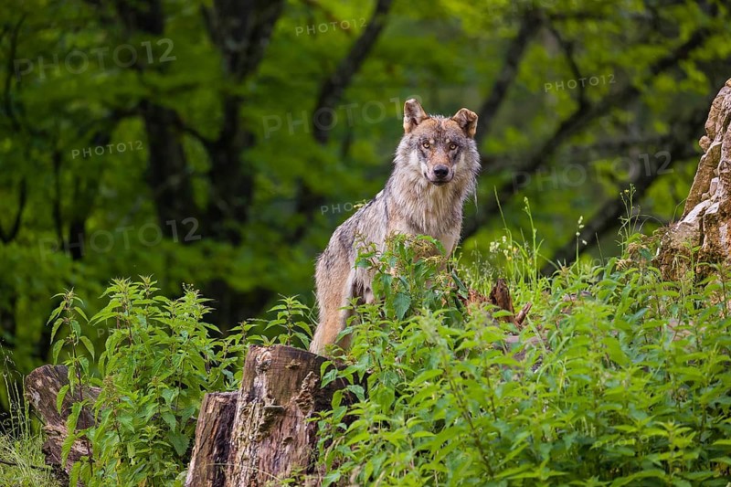 A eurasian gray wolf (Canis lupus lupus) stands on a grassy hill with a green forest in the background