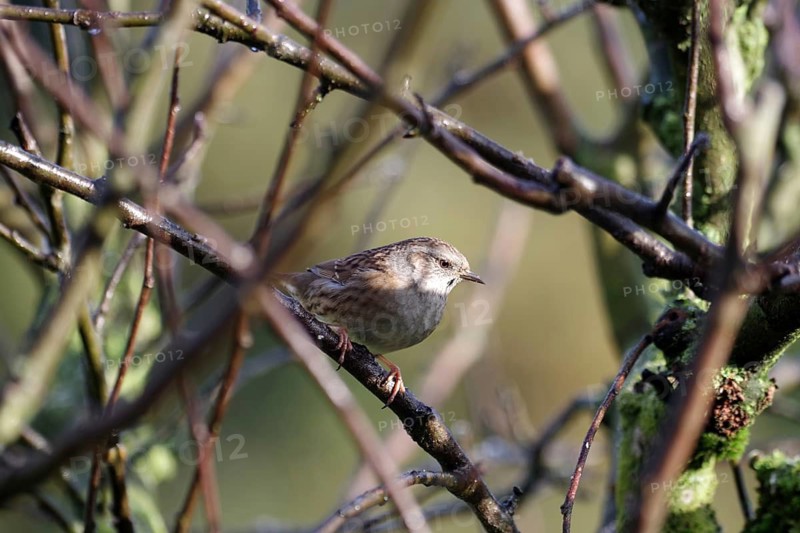 Dunnock (Prunella modularis), songbird, brown, twig, winter, Germany, The dunnock sits on a twig in a tree