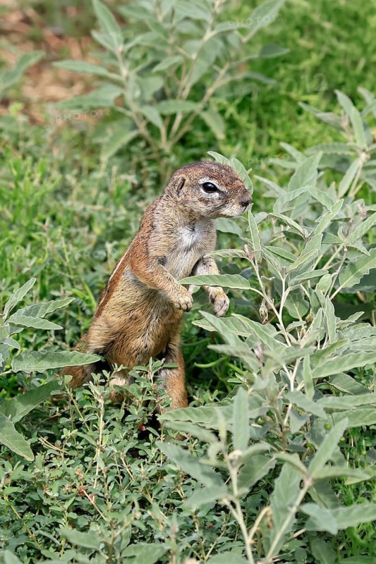 Cape bristle-necked squirrel (Xerus inauris), adult, alert, standing upright, foraging, Mountain Zebra National Park, Eastern Cape, South Africa