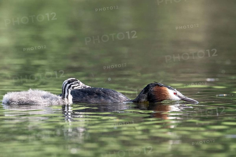 Great Crested Grebe (Podiceps Scalloped ribbonfish) with juvenile, Emsland, Lower Saxony, Germany