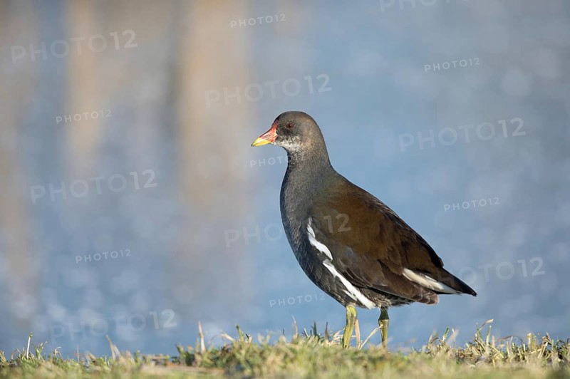 Waterhoen, Moorhen, Gallinula chloropus