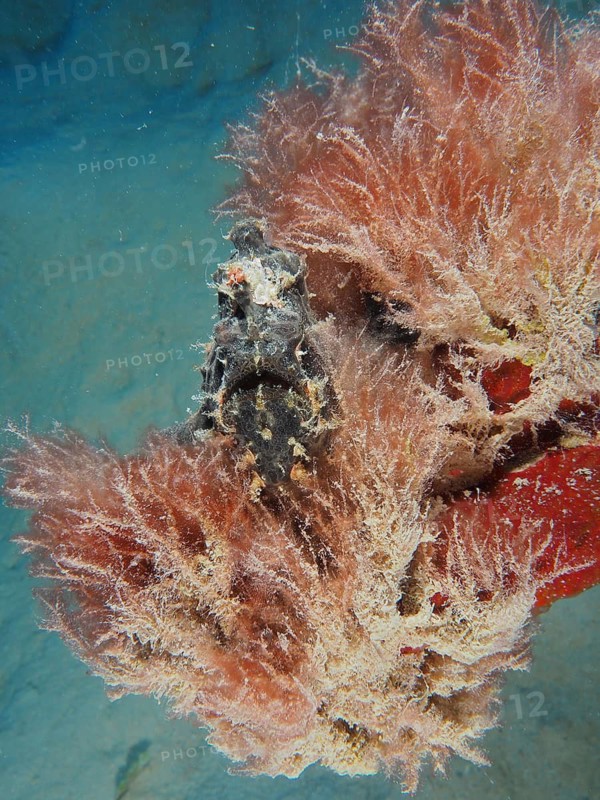 Giant frogfish (Antennarius commerson)