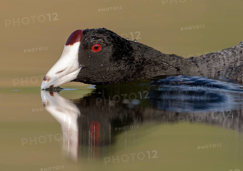 American Coot (Fulica americana), British Columbia, Canada