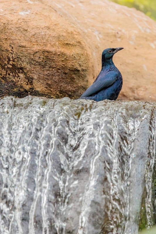 A male red-winged starling (Onychognathus morio) bathes in a small stream above a waterfall. Ethiopia, Kenya, Tanzania, Zambia, Mozambique, Zimbabwe, South Africa