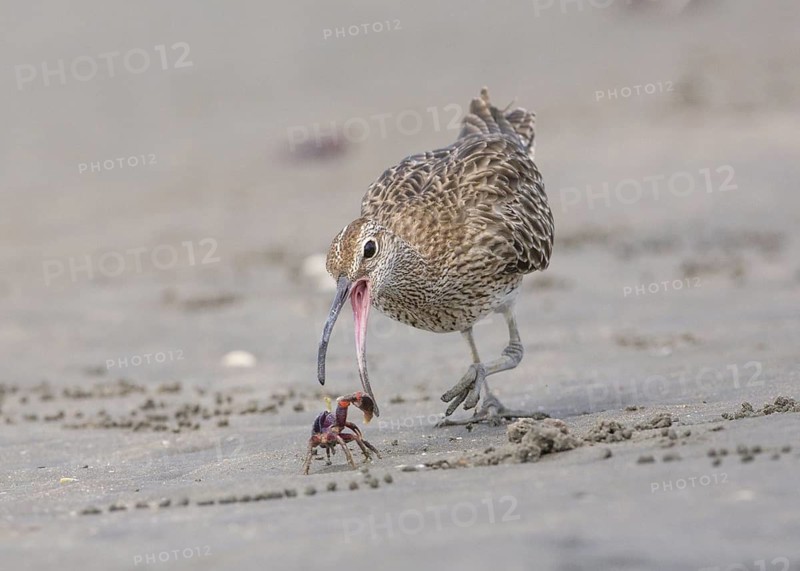 Whimbrel (Numenius phaeopus) eating crab, Gambia
