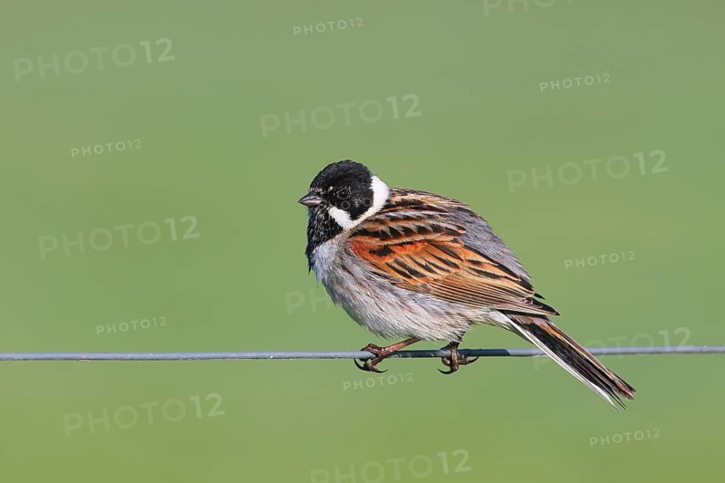 Reed bunting (Emberiza schoeniclus) male sitting on a wire fence, songbird, wildlife, Ochsenmoor, Naturpark Dümmer See, Hüde, Lower Saxony, Germany