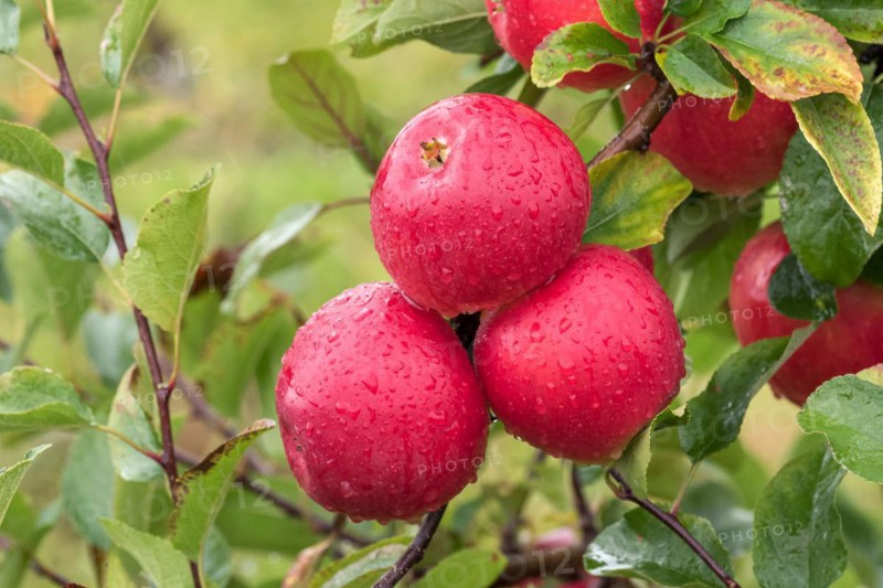 Apple (Malus domestica KANZI), Cambridge Botanical Garden, Germany