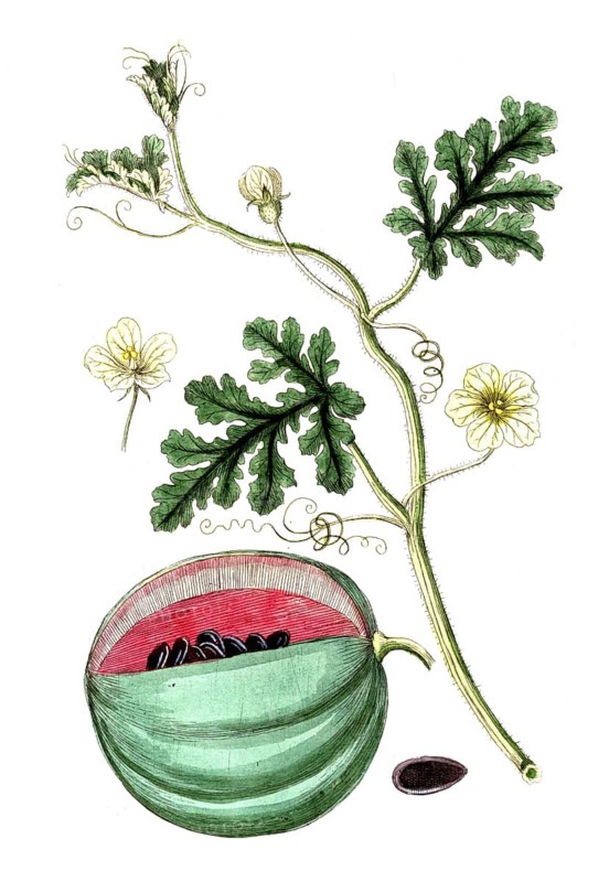 Cucurbita citrullus, plant genus of the pumpkin family, digital reproduction of a historical model, between 1790 and 1810
