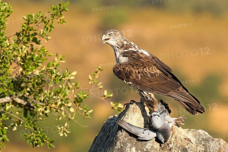 Bonelli's Eagle (Aquila fasciata), Extremadura, Spain