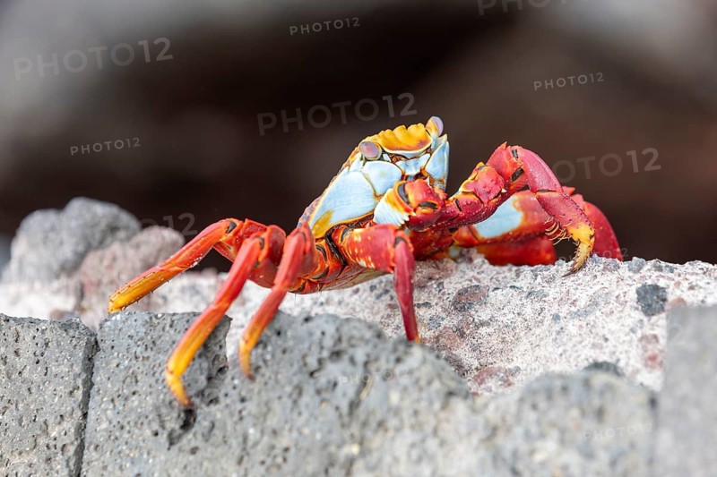 Red rock crab (Grapsus grapsus), San Cristobal, Galapagos, Ecuador
