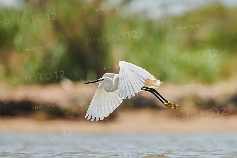 Little egret (Egretta garzetta) landing at the shore, hunting, sea, ebro delta, Catalonia, Spain