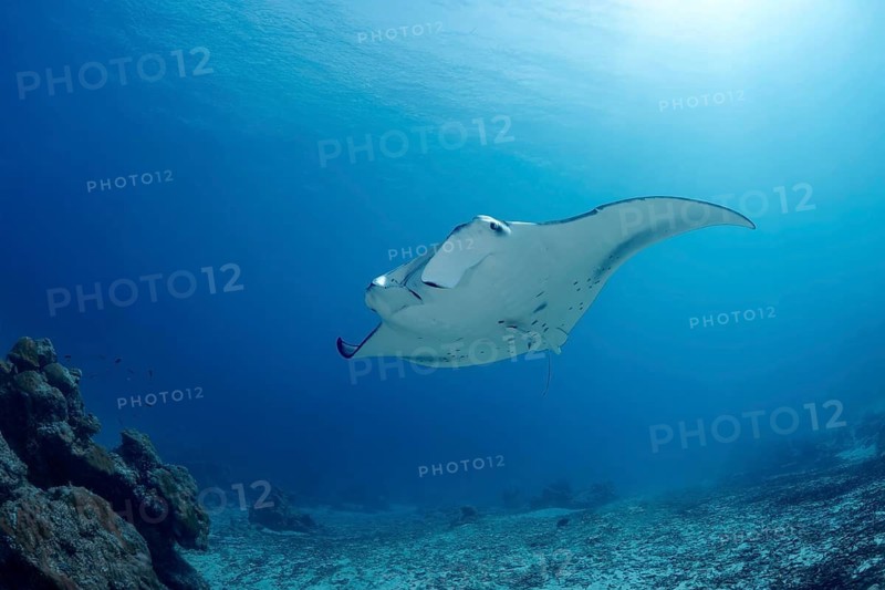 A majestic reef manta ray gracefully swims through the vibrant, clear waters of the Maldives. The sunlight filters through, illuminating the marine beauty and diverse ecosystem