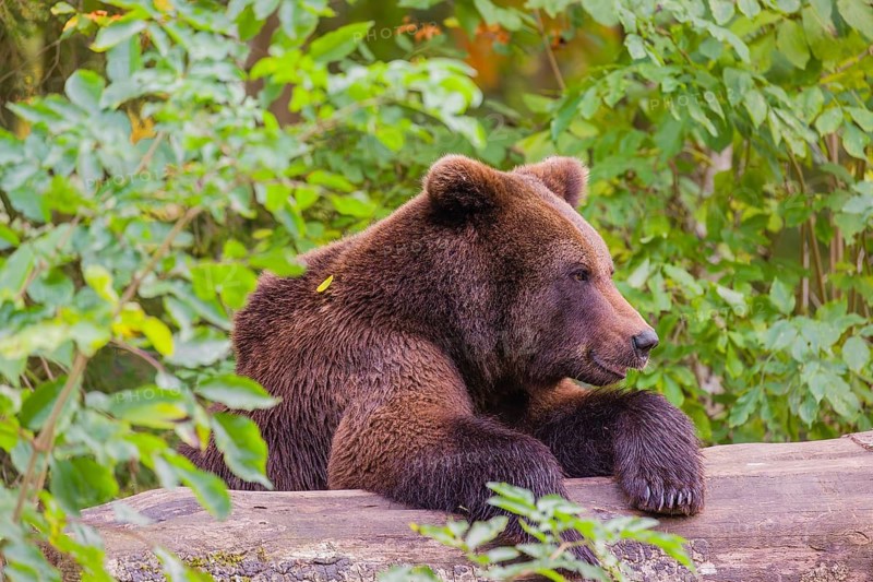 A young male Eurasian brown bear (Ursus arctos arctos) rests on a rotting log lying on the ground