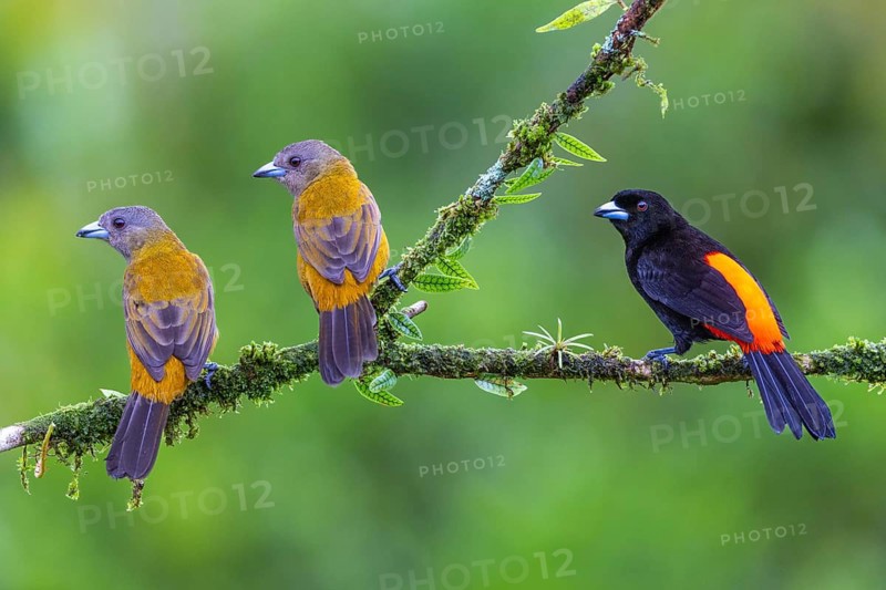 Flame tanager (Pamphecelus passerinii), tanager (Thraupidae), Costa Rica