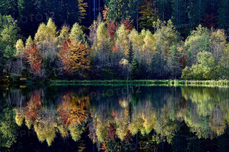 Trees reflected in the Sankenbachsee, Karsee, autumn, near Baiersbronn, Freudenstadt district, Black Forest, Baden-Württemberg, Germany