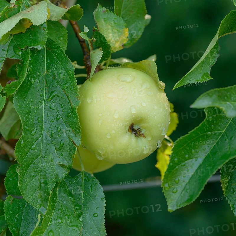Apple (Malus domestica 'Luna'),  Germany