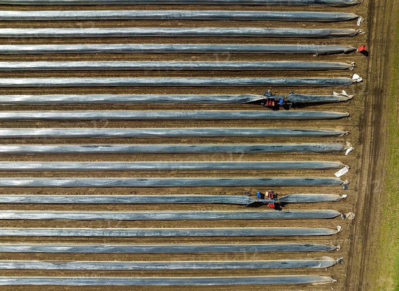 Wesel, North Rhine-Westphalia, Germany, Harvest workers from Eastern Europe harvest the first asparagus of the season in a field