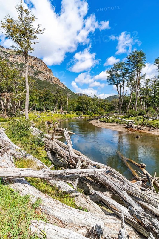 Dead tree trunks on the banks of the Lasifahaj River, Tierra del Fuego Island, Patagonia, Argentina